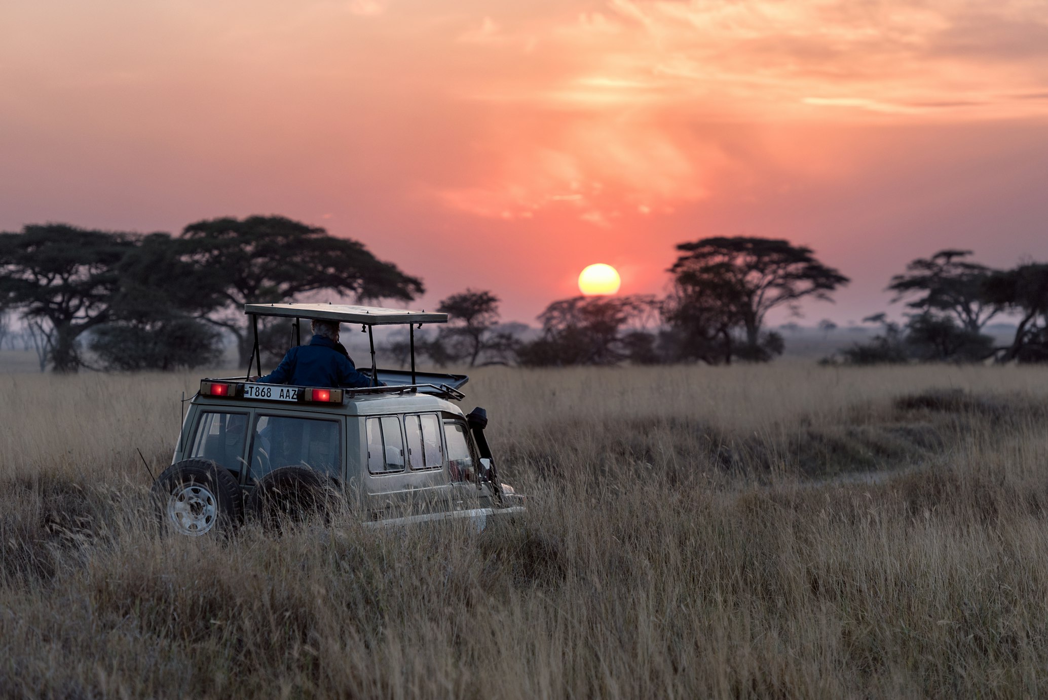 African wildlife safari